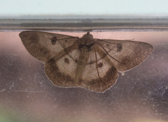 Petelia medardaria