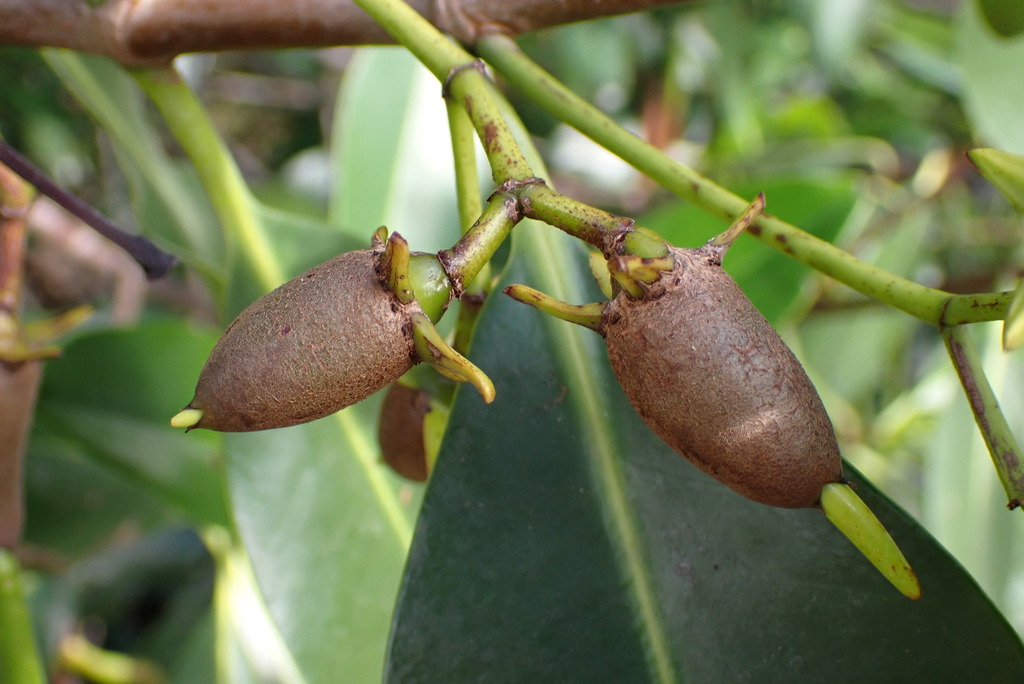Rhizophora samoensis