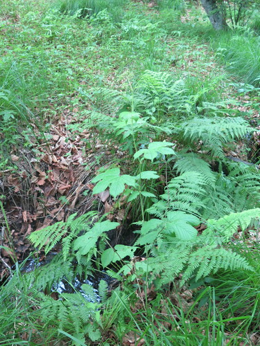 Filipendula glaberrima iNat (1)