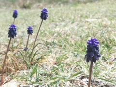 Muscari