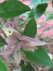 Bougainvillea