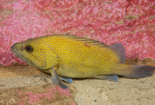 Boot (Acanthistius ocellatus) — Serranidae — 4