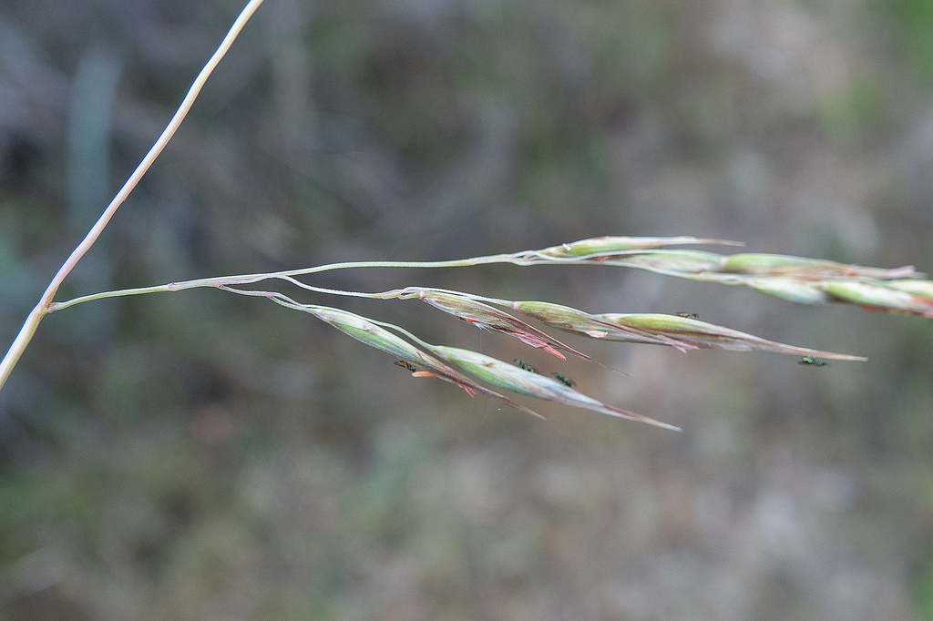 red-anther wallaby grass from Castlemaine VIC, Australia on November 25 ...