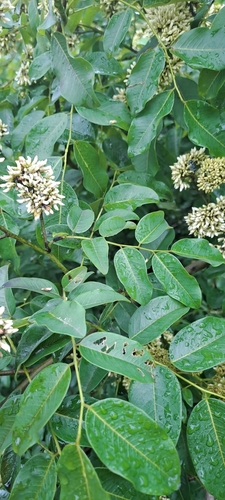 Image of Dalbergia obovata by (c) Mmatjie Mashao, some rights reserved (CC BY-SA)