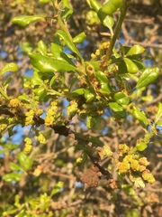 Quercus pacifica