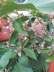 Bougainvillea