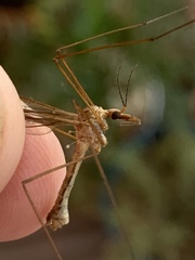 Tipulomorpha