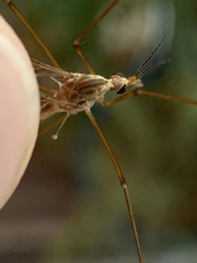 Tipulomorpha