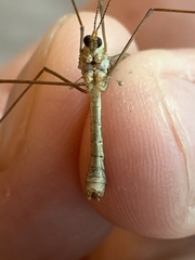 Tipulomorpha