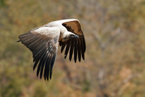 Buitre dorsiblanco africano (Gyps africanus)