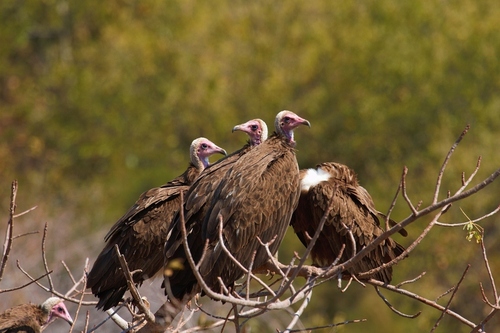 Alimoche sombrío (Necrosyrtes monachus)
