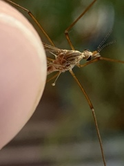 Tipulomorpha