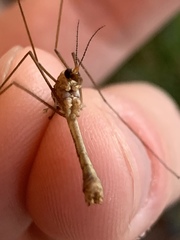 Tipulomorpha