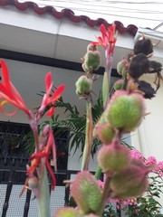 Canna indica