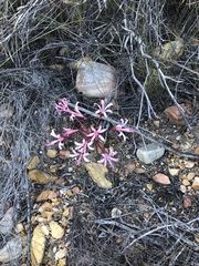 Brunsvigia striata
