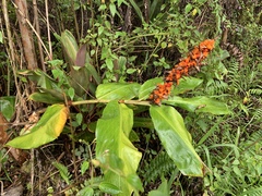 Hedychium gardnerianum, recorded fruiting