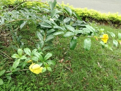 Allamanda