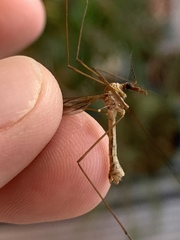 Tipulomorpha