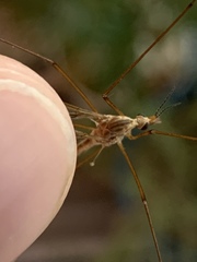 Tipulomorpha
