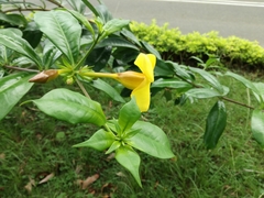 Allamanda