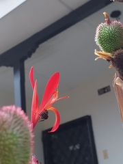 Canna indica