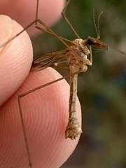 Tipulomorpha
