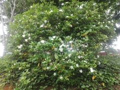 Gardenia jasminoides