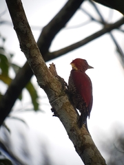 Chrysophlegma miniaceum