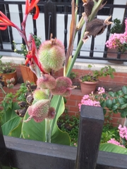 Canna indica