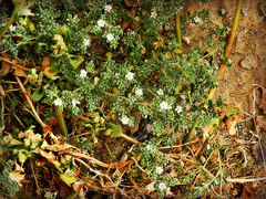 Frankenia pulverulenta