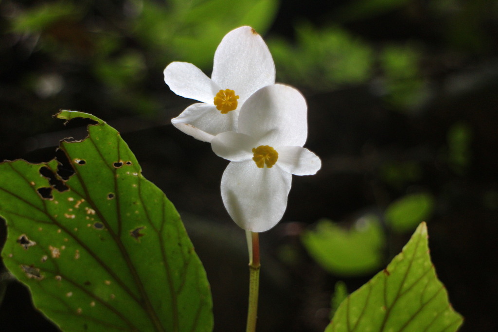 Begonia bouffordii