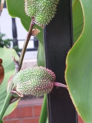Canna indica