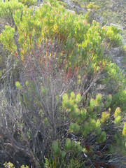 Leucadendron comosum comosum