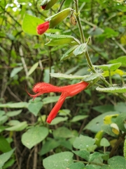 Salvia gesneriiflora