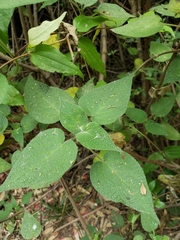 Salvia gesneriiflora