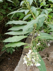 Solanum pubigerum
