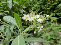 Solanum pubigerum