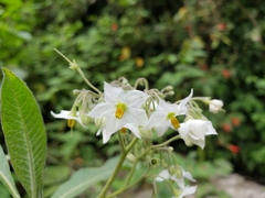 Solanum pubigerum