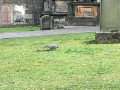 Columba palumbus
