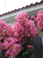 Lagerstroemia indica