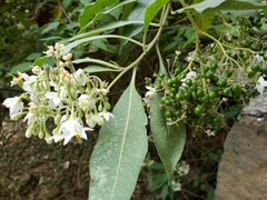 Solanum pubigerum