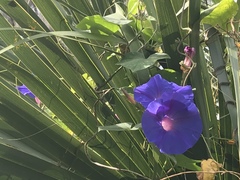 Ipomoea indica image