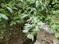 Solanum pubigerum