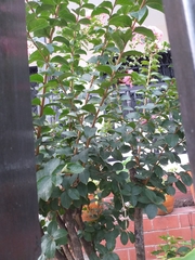 Lagerstroemia indica
