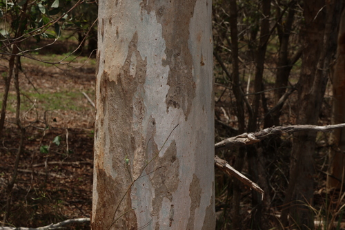 Image of Eucalyptus seeana by (c) Greg Tasney, some rights reserved (CC BY-SA)