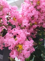 Lagerstroemia indica