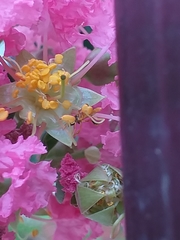 Lagerstroemia indica