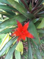 Tillandsia imperialis