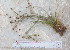 Juncus alpinoarticulatus