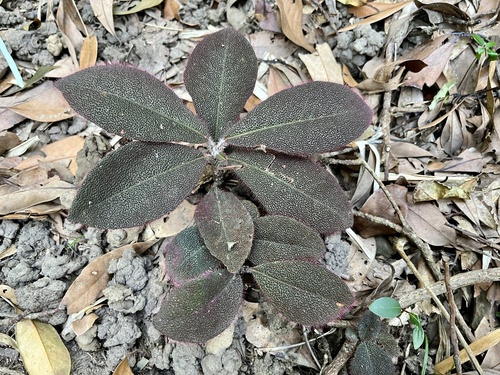 Ardisia mamillata, photograph 4